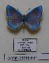  ( - CCDB-05785 F01)  @11 [ ] Copyright (2012) University of Florida, FMNH - McGuire Center University of Florida, FMNH - McGuire Center