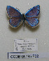 ( - CCDB-05785 F02)  @11 [ ] Copyright (2012) University of Florida, FMNH - McGuire Center University of Florida, FMNH - McGuire Center