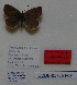  ( - CCDB-05785 F07)  @11 [ ] Copyright (2012) University of Florida, FMNH - McGuire Center University of Florida, FMNH - McGuire Center