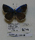  ( - CCDB-05785 F08)  @12 [ ] Copyright (2012) University of Florida, FMNH - McGuire Center University of Florida, FMNH - McGuire Center