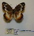  (Chazara egina - CCDB-05785 H05)  @12 [ ] Copyright (2012) University of Florida, FMNH - McGuire Center University of Florida, FMNH - McGuire Center