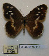  (Chazara sp. gultschensis - CCDB-05785 H10)  @14 [ ] Copyright (2012) University of Florida, FMNH - McGuire Center University of Florida, FMNH - McGuire Center
