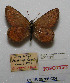  (Oeneis alberta ojibwe - CCDB-05786 C04)  @11 [ ] Copyright (2012) University of Florida, FMNH - McGuire Center University of Florida, FMNH - McGuire Center