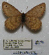  (Oeneis alberta capulinensis - CCDB-05786 C10)  @12 [ ] Copyright (2012) University of Florida, FMNH - McGuire Center University of Florida, FMNH - McGuire Center