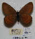  ( - CCDB-05786 D06)  @12 [ ] Copyright (2012) University of Florida, FMNH - McGuire Center University of Florida, FMNH - McGuire Center