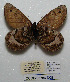  (Oeneis tanana - CCDB-05786 D08)  @13 [ ] Copyright (2012) University of Florida, FMNH - McGuire Center University of Florida, FMNH - McGuire Center