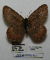  ( - CCDB-05786 E05)  @12 [ ] Copyright (2012) University of Florida, FMNH - McGuire Center University of Florida, FMNH - McGuire Center