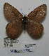  ( - CCDB-05786 E06)  @12 [ ] Copyright (2012) University of Florida, FMNH - McGuire Center University of Florida, FMNH - McGuire Center