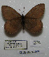  ( - CCDB-05786 E07)  @12 [ ] Copyright (2012) University of Florida, FMNH - McGuire Center University of Florida, FMNH - McGuire Center