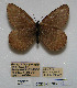  ( - CCDB-05786 E10)  @12 [ ] Copyright (2012) University of Florida, FMNH - McGuire Center University of Florida, FMNH - McGuire Center