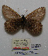  (Oeneis polixenes polixenes - CCDB-05786 F03)  @12 [ ] Copyright (2012) University of Florida, FMNH - McGuire Center University of Florida, FMNH - McGuire Center