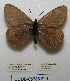  (Oeneis polixenes subhyalina - CCDB-05786 F11)  @12 [ ] Copyright (2012) University of Florida, FMNH - McGuire Center University of Florida, FMNH - McGuire Center