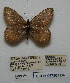  (Oeneis polixenes beringianus - CCDB-05786 H04)  @12 [ ] Copyright (2012) University of Florida, FMNH - McGuire Center University of Florida, FMNH - McGuire Center