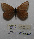  ( - CCDB-05788 D02)  @12 [ ] Copyright (2012) University of Florida, FMNH - McGuire Center University of Florida, FMNH - McGuire Center