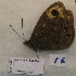  ( - CCDB-17947 D04)  @12 [ ] Copyright (2013) coll. V. Tikhonov coll. V. Tikhonov
