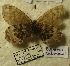  ( - CCDB-17947 G01)  @11 [ ] Copyright (2013) Institute of animal systematics and ecology, Novosibirsk Institute of animal systematics and ecology, Novosibirsk