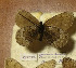  ( - CCDB-17947 G03)  @12 [ ] Copyright (2013) Institute of animal systematics and ecology, Novosibirsk Institute of animal systematics and ecology, Novosibirsk