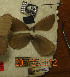  ( - CCDB-17947 G08)  @11 [ ] Copyright (2013) Institute of animal systematics and ecology, Novosibirsk Institute of animal systematics and ecology, Novosibirsk