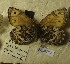  (Oeneis altaica - CCDB-17947 G12)  @12 [ ] Copyright (2013) Institute of animal systematics and ecology, Novosibirsk Institute of animal systematics and ecology, Novosibirsk