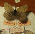  (Oeneis arenaria - CCDB-17947 H10)  @11 [ ] Copyright (2013) Institute of animal systematics and ecology, Novosibirsk Institute of animal systematics and ecology, Novosibirsk