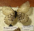  ( - CCDB-17948 A04)  @11 [ ] Copyright (2013) Institute of animal systematics and ecology, Novosibirsk Institute of animal systematics and ecology, Novosibirsk