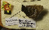 ( - CCDB-17948 A05)  @12 [ ] Copyright (2013) Institute of animal systematics and ecology, Novosibirsk Institute of animal systematics and ecology, Novosibirsk
