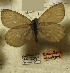  ( - CCDB-17948 B02)  @12 [ ] Copyright (2013) Institute of animal systematics and ecology, Novosibirsk Institute of animal systematics and ecology, Novosibirsk