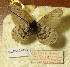  ( - CCDB-17948 B04)  @11 [ ] Copyright (2013) Institute of animal systematics and ecology, Novosibirsk Institute of animal systematics and ecology, Novosibirsk