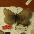  (Oeneis sarala - CCDB-17948 C10)  @12 [ ] Copyright (2013) Institute of animal systematics and ecology, Novosibirsk Institute of animal systematics and ecology, Novosibirsk