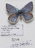  ( - CCDB-17948 D08)  @12 [ ] Copyright (2013) Zoological Institute of the Russian Academy of Science Zoological Institute of the Russian Academy of Science