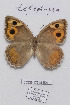  ( - CCDB-17948 E01)  @14 [ ] Copyright (2013) Zoological Institute of the Russian Academy of Science Zoological Institute of the Russian Academy of Science