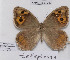  (Pseudochazara thelephassa - CCDB-17948 E02)  @14 [ ] Copyright (2013) Zoological Institute of the Russian Academy of Science Zoological Institute of the Russian Academy of Science