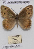  ( - CCDB-17948 F04)  @12 [ ] Copyright (2013) Zoological Institute of the Russian Academy of Science Zoological Institute of the Russian Academy of Science