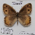  ( - CCDB-17948 G10)  @13 [ ] Copyright (2013) Zoological Institute of the Russian Academy of Science Zoological Institute of the Russian Academy of Science