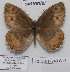  ( - CCDB-17948 G12)  @12 [ ] Copyright (2013) Zoological Institute of the Russian Academy of Science Zoological Institute of the Russian Academy of Science