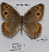  ( - CCDB-17948 H01)  @12 [ ] Copyright (2013) Zoological Institute of the Russian Academy of Science Zoological Institute of the Russian Academy of Science