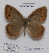  (Pseudochazara caucasica - CCDB-17948 H02)  @12 [ ] Copyright (2013) Zoological Institute of the Russian Academy of Science Zoological Institute of the Russian Academy of Science