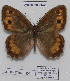  ( - CCDB-17948 H03)  @12 [ ] Copyright (2013) Zoological Institute of the Russian Academy of Science Zoological Institute of the Russian Academy of Science