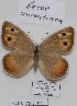  (Pseudochazara beroe - CCDB-17948 H11)  @13 [ ] Copyright (2013) Zoological Institute of the Russian Academy of Science Zoological Institute of the Russian Academy of Science