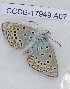  (Kretania nichollae - CCDB-17949 A07)  @13 [ ] Copyright (2013) Zoological Institute of the Russian Academy of Science Institute of animal systematics and ecology, Novosibirsk