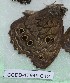  ( - CCDB-17949 C12)  @12 [ ] Copyright (2013) Zoological Institute of the Russian Academy of Science Zoological Institute of the Russian Academy of Science