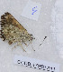  ( - CCDB-17950 A11)  @11 [ ] Copyright (2014) Zoological Institute of the Russian Academy of Science Zoological Institute of the Russian Academy of Science