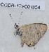  (Syntarucus - CCDB-17950 B04)  @12 [ ] Copyright (2014) Zoological Institute of the Russian Academy of Science Zoological Institute of the Russian Academy of Science