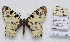  (Allancastria cerisyi cypria - CCDB-17951 C06)  @13 [ ] Copyright (2014) McGuire Center, University of Florida McGuire Center, University of Florida