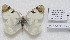  (Zegris eupheme - CCDB-17951 D08)  @13 [ ] Copyright (2014) McGuire Center, University of Florida McGuire Center, University of Florida