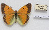  (Colias libanotica - CCDB-17951 D10)  @13 [ ] Copyright (2014) McGuire Center, University of Florida McGuire Center, University of Florida