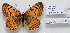  (Melitaea consulis - CCDB-17951 F04)  @13 [ ] Copyright (2014) McGuire Center, University of Florida McGuire Center, University of Florida