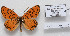 (Melitaea gina - CCDB-17951 F10)  @13 [ ] Copyright (2014) McGuire Center, University of Florida McGuire Center, University of Florida