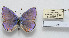  (Kretania philbyi - CCDB-17951 G09)  @13 [ ] Copyright (2014) McGuire Center, University of Florida McGuire Center, University of Florida