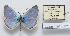  (Aricia isauricus - CCDB-17951 H02)  @13 [ ] Copyright (2014) McGuire Center, University of Florida McGuire Center, University of Florida